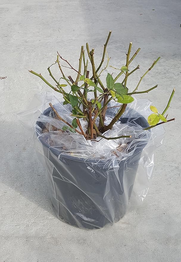 Rosa 'Zéphirine Drouhin' (Climbing Rose) Rose, thornless pink flowers, #3 - Size Container