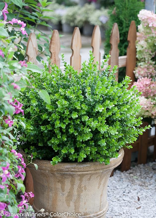 Proven Winners - Buxus micro. Sprinter (Boxwood) Evergreen, , #2 - Size Container