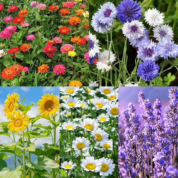 5 Kit - Growing into Shasta Daisy, Cornflower, Sunflower, Zinnia, Lavender for Indoor Outdoor Garden DIY Gifts