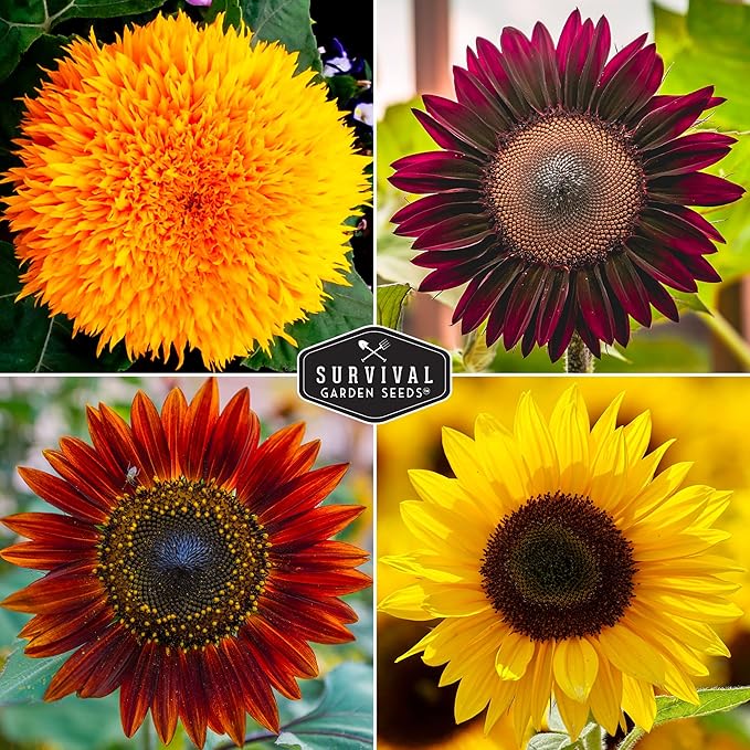 Survival Garden Seeds Sunflower Collection - Autumn Beauty, Black Russian, Chocolate Cherry, Sungold, Lemon Queen, & Mexican Sunflower Varieties - Non-GMO Heirloom Seeds for Planting & Growing