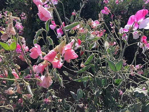 Potassium Polyacrylate Super Absorbent Polymer 45 Pounds