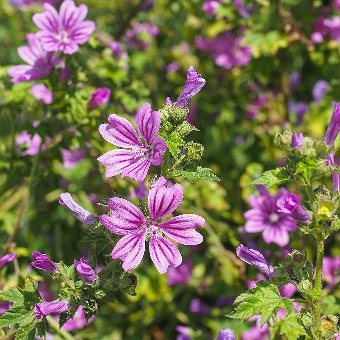 Outsidepride 1000 Seeds Perennial Malva Sylvestris Purple French Hollyhock Zebrina Flower Seeds for Planting