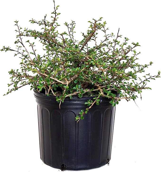 Cotoneaster apiculatus (Cranberry Cotoneaster) Shrub, #2 - Size Container