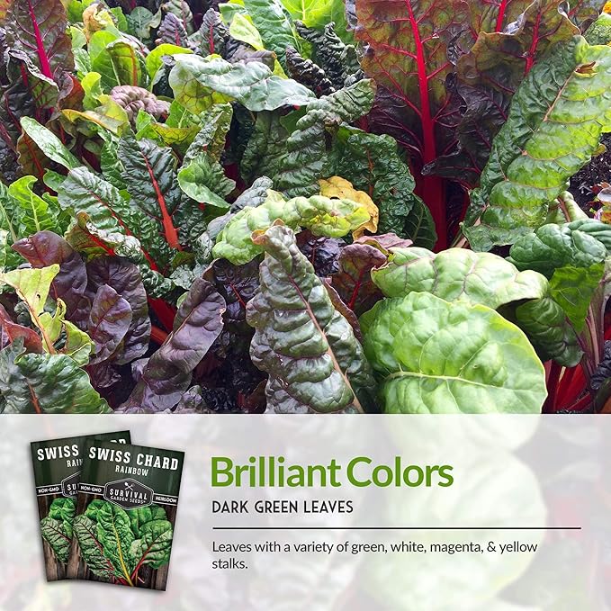 Survival Garden Seeds - Rainbow Swiss Chard Seed for Planting - 3 Packs with Instructions to Plant and Grow Colorful Stalked Vegetable Greens in Your Home Vegetable Garden - Non-GMO Heirloom Variety