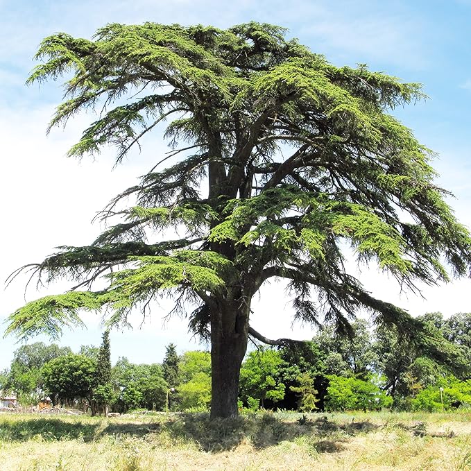 Cedrus Libani Seeds Cedar of Lebanon Fragrant Low Maintenance Drought Tolerant Outdoor Pathway 5Pcs Tree Seeds by YEGAOL Garden