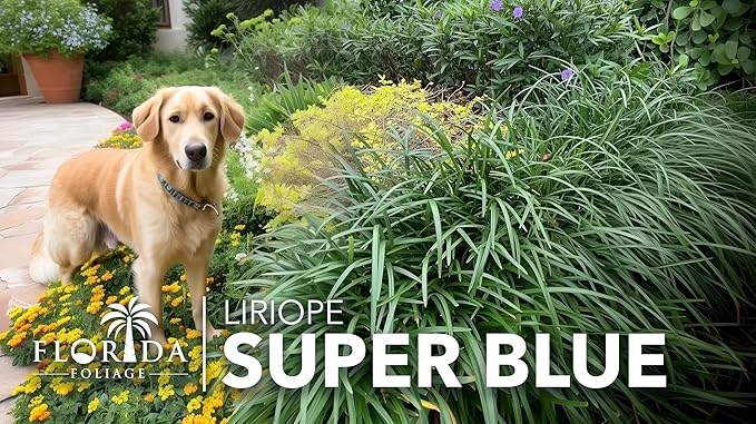 Liriope Super Blue | 3 Large Gallon Size Plants | Liriope muscari 'Super Blue' | Ornamental Ground Cover Plants | Shade-Tolerant Landscaping Perennial