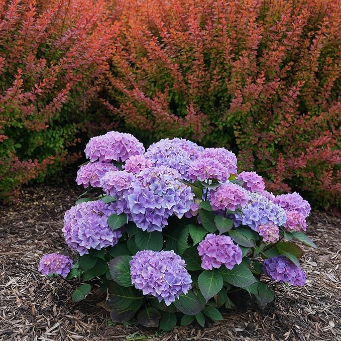 2 Gallon Proven Winners Hydrangea Let’s Dance Rhythmic Blue Shrub