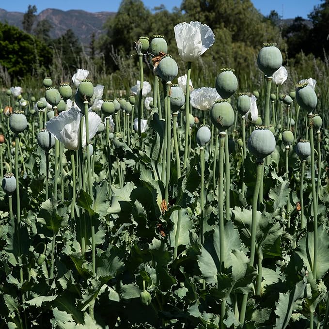 Plant Good Seed Organic Peshawar Poppy Seeds - Pack of 250, Pack of 100 Heirloom Seeds For Planting Flowers - Gardening Supplies, Herb Garden, Wildflower, Flower Seeds To Plant Outside - Non-GMO, From USA