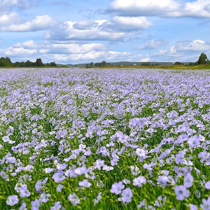 Outsidepride 1/4 lb. Perennial Blue Flax Flower Seeds for Planting