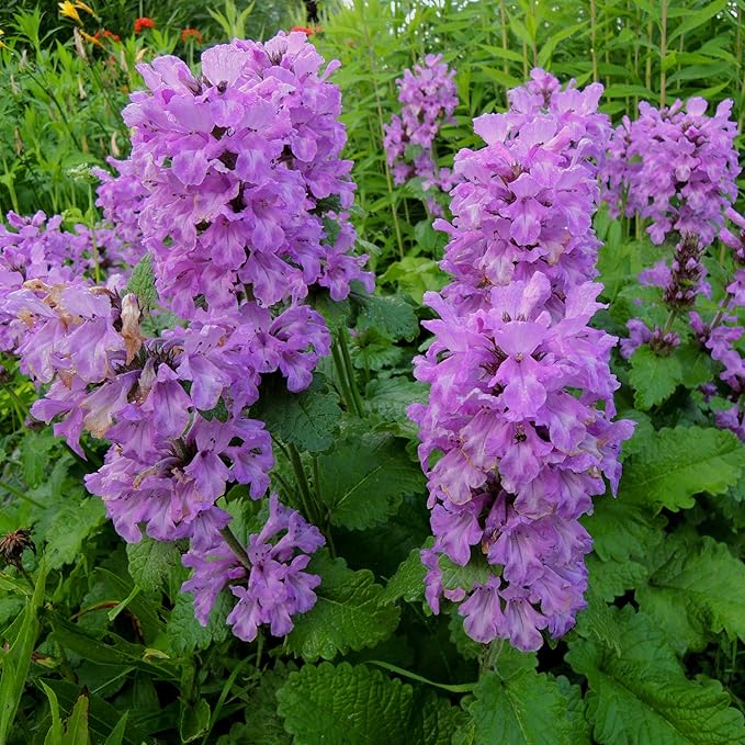 Outsidepride 50 Seeds Perennial Stachys Macrantha Lamb's Ear Flower Seeds for Planting