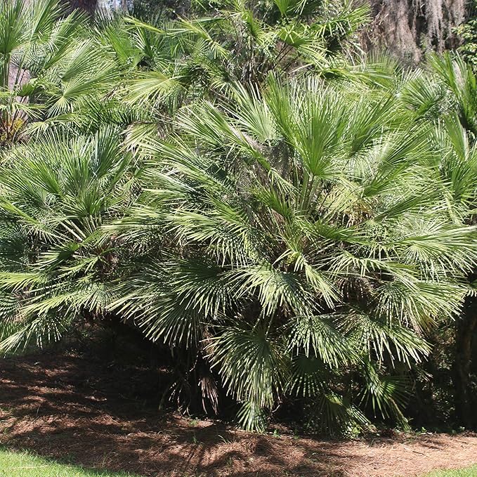 Windmill Palm 1 Gallon