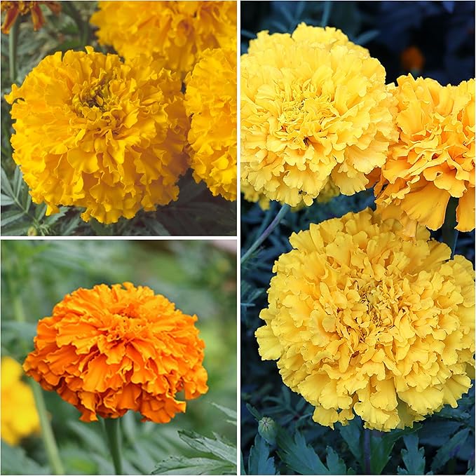 Seed Needs Crackerjack Marigold Seeds for Planting - Heirloom & Open Pollinated Annual Flowers - Plant a Butterfly Garden to Attract Pollinators (2 Packs (500 Seeds))