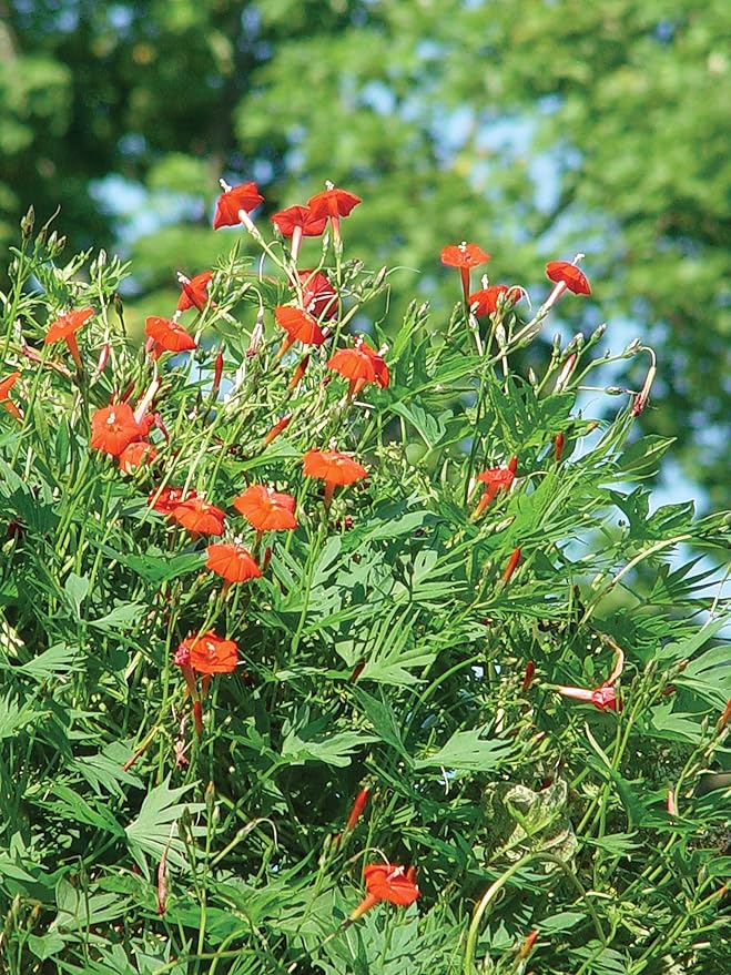 Burpee Red Cypress Vine Seeds 75 Seeds (Pack of 2)