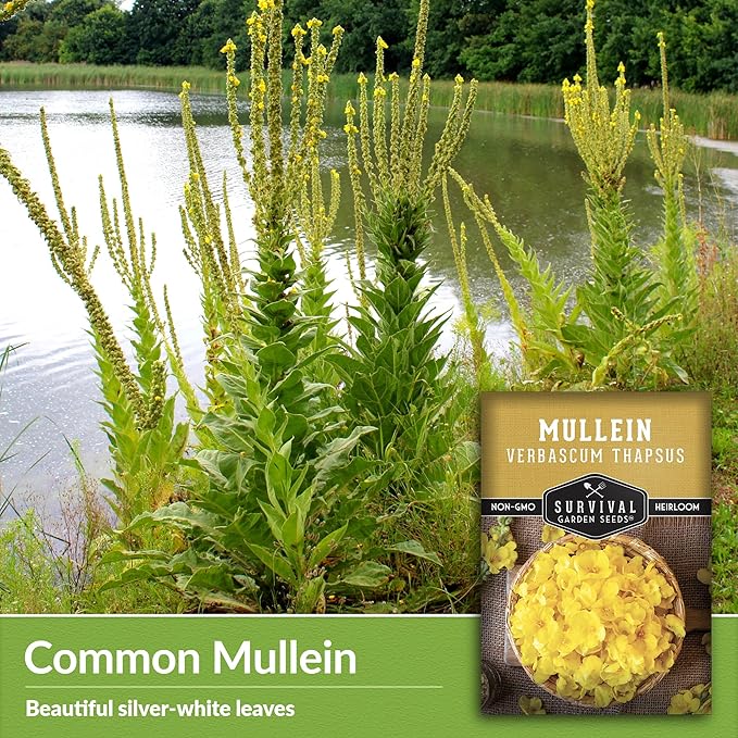 Mullein Seed for Planting - 1 Packet with Instructions to Plant and Grow Medicinal Herb Common Mullein in Your Home Vegetable Garden - Non-GMO Heirloom Variety - Survival Garden Seeds