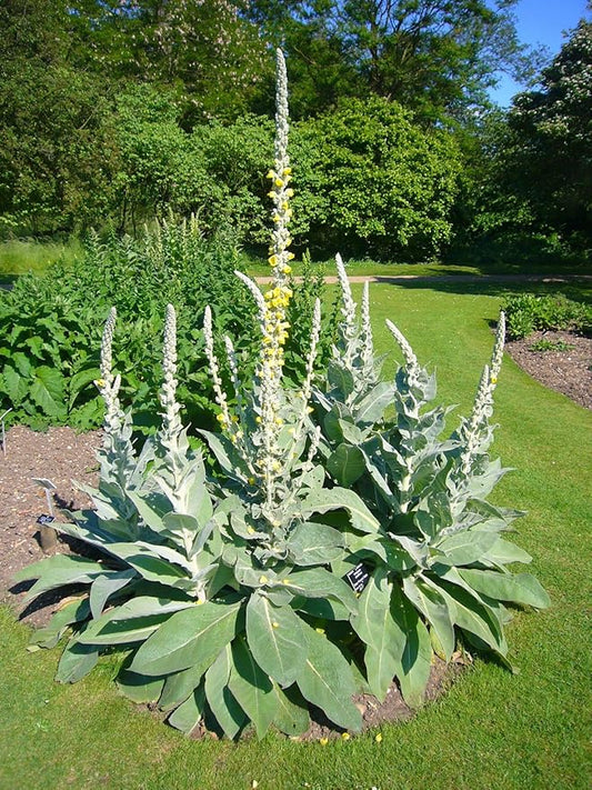 Bulk 100 Seeds Mullein Seed Ornamental Plant Flowering Medicinal