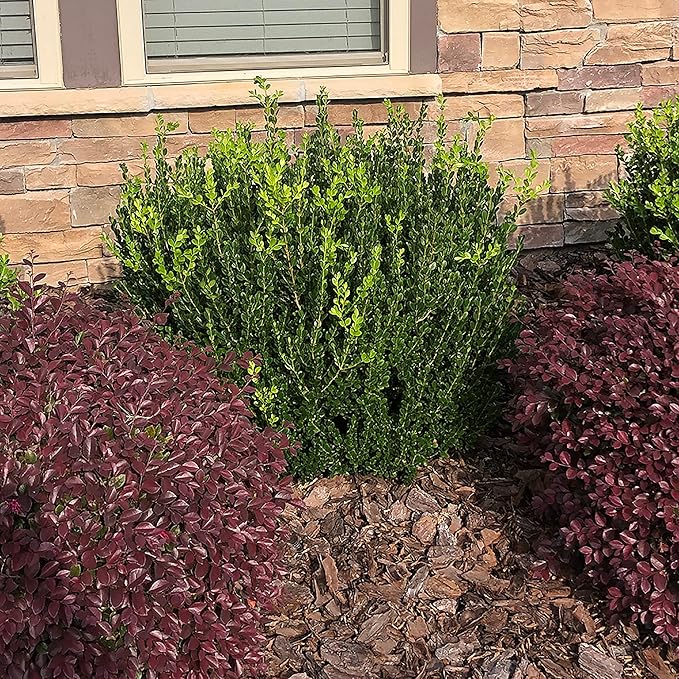 Shrub Wintergreen Boxwood, 7 Gallon, Rich Green