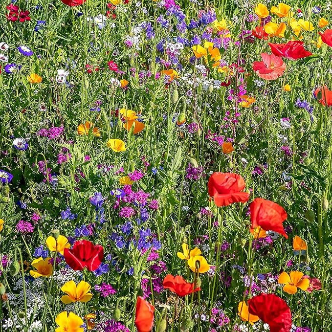 The Old Farmer's Almanac Premium Wildflower Seeds (23 Variety Pollinator Mix) - Non-GMO, Open Pollinated - Columbine Cosmos Foxglove Larkspur Poppy Snapdragon Zinnia... Attracts Butterflies Bees Birds