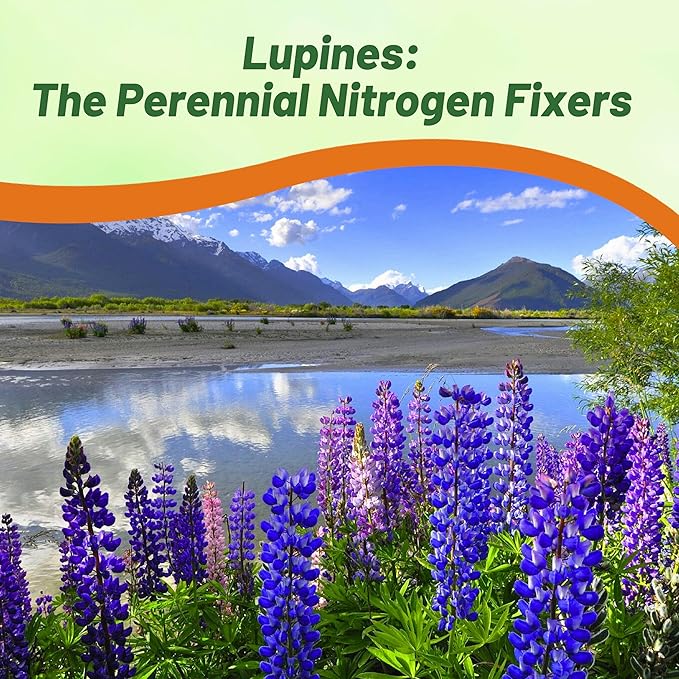 Outsidepride 500 Seeds Perennial Blue Lupine Flower Seeds for Planting