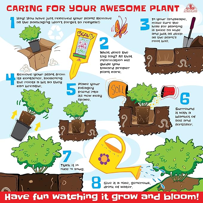 Buxus Japonica Plant (1G), Boxwood Shrubs Live in Planters for Outdoor Plants Live Evergreen Trees Live Plants, Live Outdoor Plants Potted Plants Live Outdoor, Live Trees Live Plant by Plants for Pets