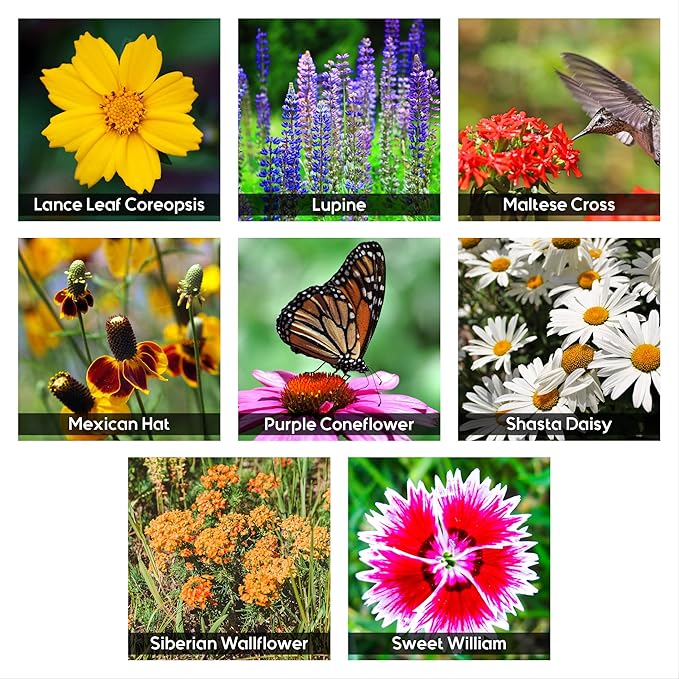 NatureZ Edge Wildflower Seeds Mix – 2 Oz, 85,000 Seeds, 35 Variety Perennial & Annual Flower Seeds to Plant Outside, Bulk Wildflower Seeds, Wild Flower, Semillas de Flores