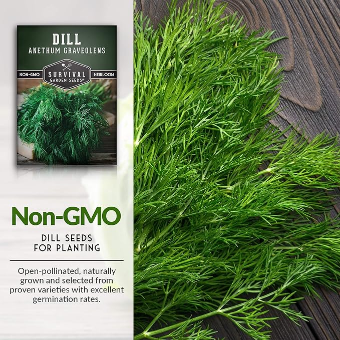 Survival Garden Seeds - Dill Seed for Planting - Packet with Instructions to Plant and Grow Popular Pickling Herbs in Your Home Vegetable and Herb Garden - Non-GMO Heirloom Variety - 2 Pack