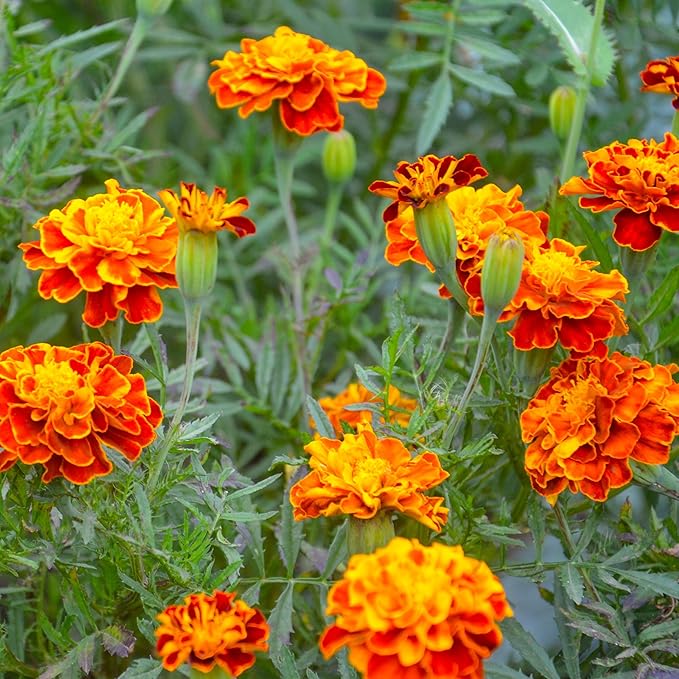 The Old Farmer's Almanac Marigold Seeds (Petite Mixture) - Approx 200 Flower Seeds - Premium Non-GMO, Open Pollinated, USA Origin