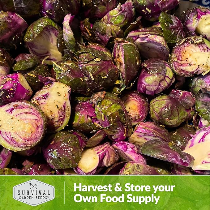 Red Brussels Sprouts Seed for Planting - 2 Packets with Instructions to Plant and Grow Unique Brassica Plants in Your Home Vegetable Garden - Non-GMO Heirloom Variety - Survival Garden Seeds