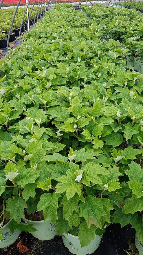 Green Promise Farms Hydrangea que. `Alice` (Oakleaf) Shrub, 3 Gallon, white flower