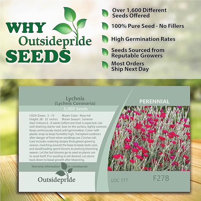 Outsidepride 5000 Seeds Perennial Lychnis Coronaria Rose Campion Flower Seeds for Planting