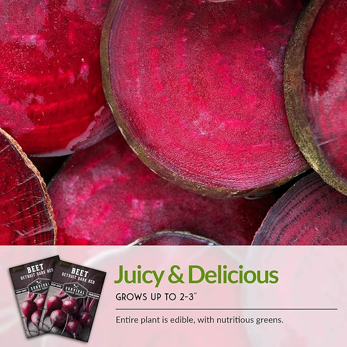 Survival Garden Seeds - Detroit Dark Red Beet Seed for Planting - 2 Packs with Instructions to Plant & Grow Delicious Root Vegetables in Your Home Vegetable Garden - Non-GMO Heirloom Variety Seed