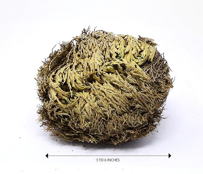 Saint Terra - Rose of Jericho Flower The Resurrection Plant, Jumbo Size