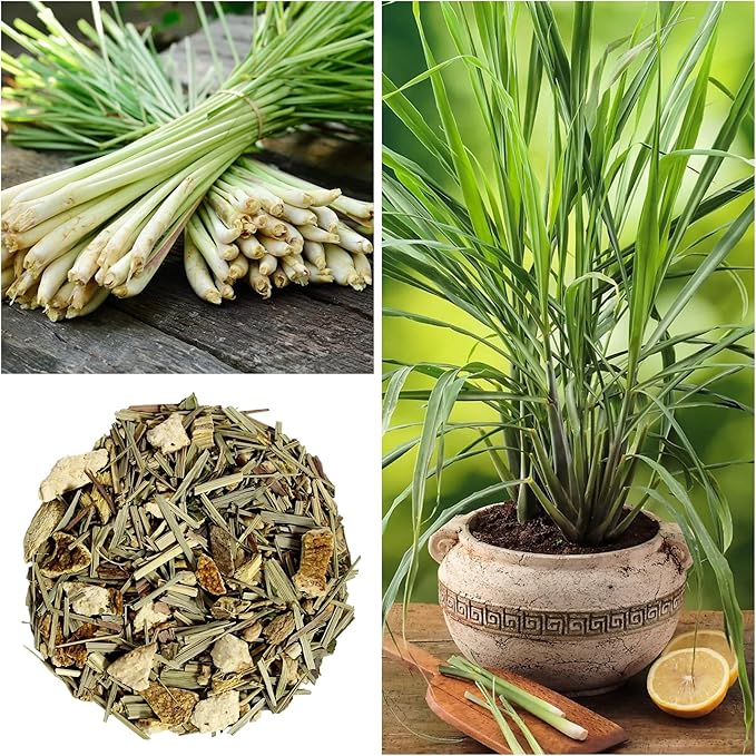 Lemongrass Seed for Planting - Non-GMO Heirloom Seeds - Grow Lemon Fresh Asian Lemongrass Plants in Your Home Vegetable Garden