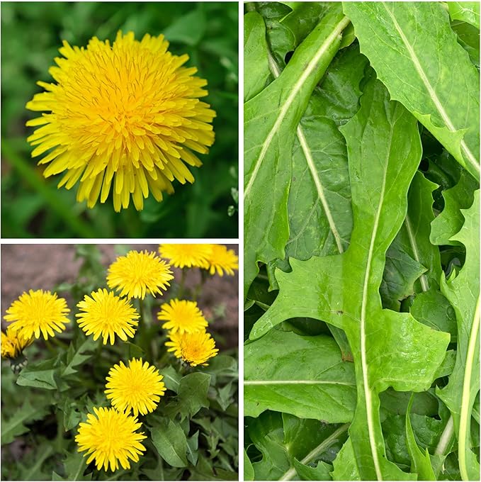 Seed Needs Dandelion Seeds for Planting - Non-GMO, Heirloom & Untreated Perennial Herbs - Organically Grow Food for Tortoises, Rabbits & Bearded Dragons (1 Pack)