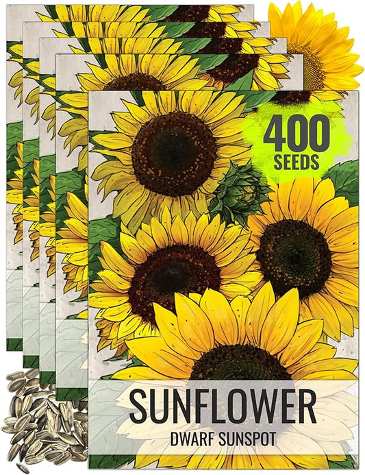 Seed Needs, Dwarf Sunspot Sunflower Seeds - 80 Heirloom Seeds for Planting Helianthus annuus - Attracts Butterflies & Pollinators, Grows 2 Feet Tall (5 Packs)