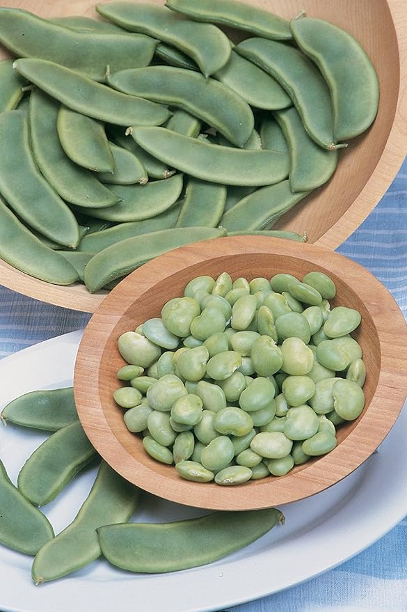 Burpee Fordhook 242 Bush Bean Seeds 4 ounces of seed