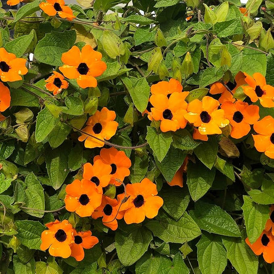 Outsidepride 100 Seeds Annual Orange Thunbergia Black-Eyed Susan Vine Flower Seed for Planting