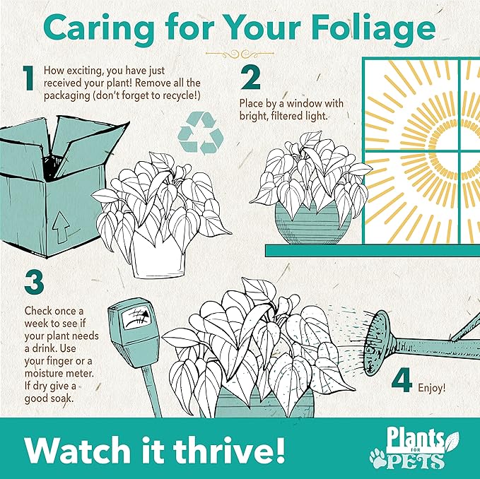 Live Snake Plant, Sansevieria Zeylanica, Indoor House Plant in Pot, Mother in Law Tongue Sansevieria Plant Live, Potted Succulent Plant, Fully Rooted Houseplant in Potting Soil by Plants for Pets