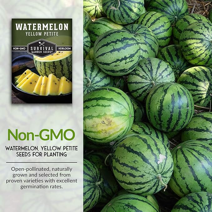 Survival Garden Seeds - Yellow Petite Watermelon Seed for Planting - 3 Packs with Instructions to Plant and Grow Small Yellow Watermelons in Your Home Vegetable Garden - Non-GMO Heirloom Variety