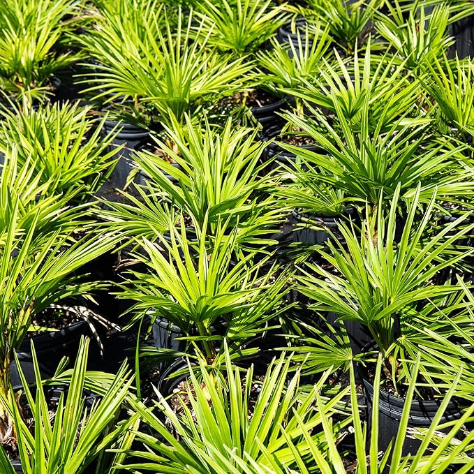 Windmill Palm 1 Gallon