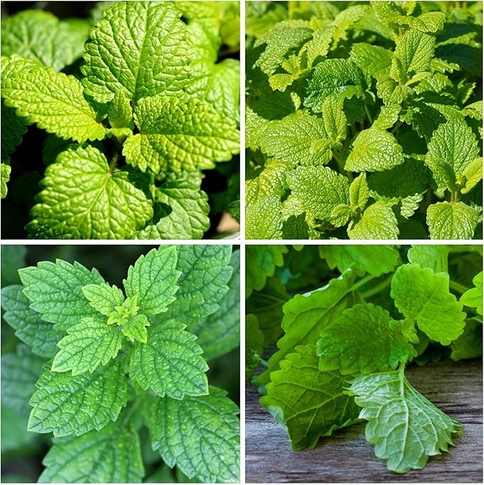 Seed Needs Lemon Balm Seeds for Planting - Non-GMO, Heirloom & Untreated Perennial Medicinal Herb - Plant Indoors/Outdoors Used for Making Calming Tea (1 Pack)