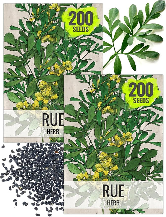 Seed Needs Rue Seeds for Planting - Non-GMO, Heirloom & Untreated Perennial Herbs - Organically Grow a Home Grown Medicinal Herb Garden Indoors or Outdoors (2 Packs)
