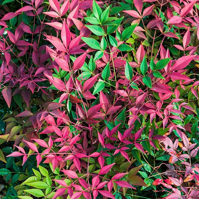 2 Gal. Obsession Nandina Shrub