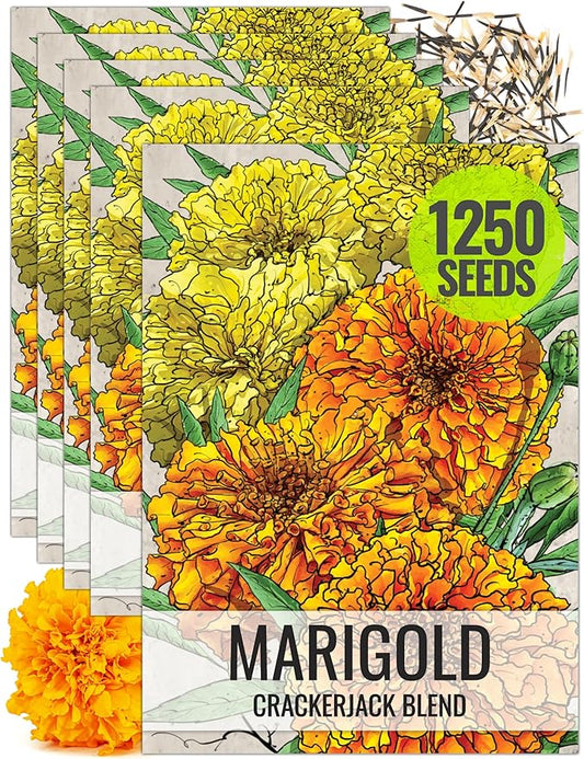 Seed Needs Crackerjack Marigold Seeds for Planting - Heirloom & Open Pollinated Annual Flowers - Plant a Butterfly Garden to Attract Pollinators (5 Packs (1,250 Seeds))