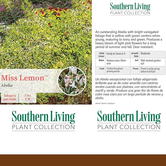 Southern Living Miss Lemon Abelia, 2 Gal, Yellow