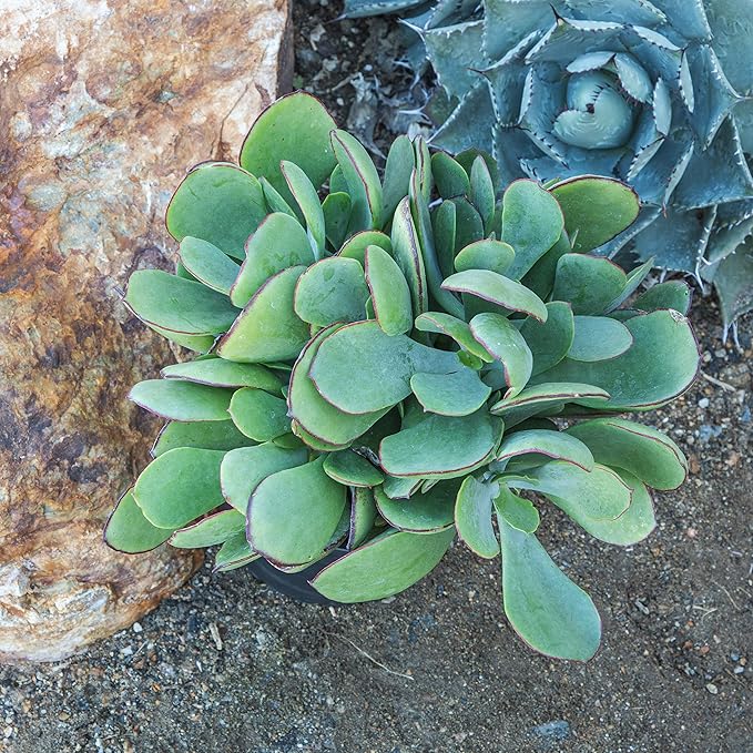 Succulents Plants Live Indoor Plants, Cotyledon Mint Truffles Live Houseplants, Live Succulents Live Plants Indoor Succulent Plants, Indoor Plant Real Succulents Plants House Plants by Plants for Pets