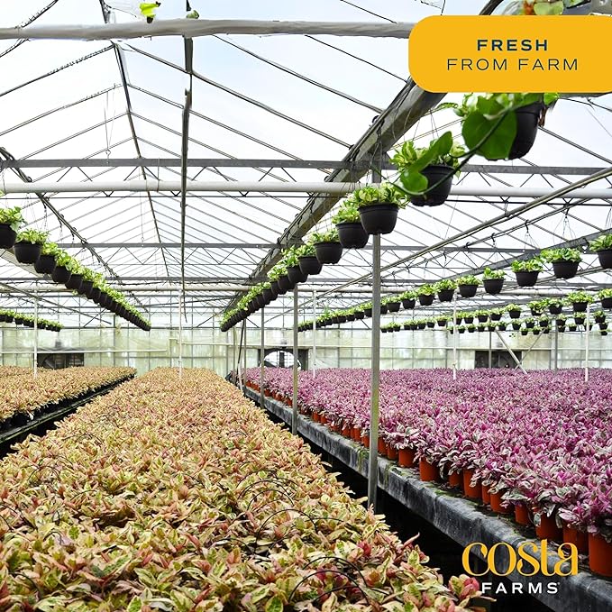 Costa Farms Majesty Palm Live Plant, Live Indoor and Outdoor Palm Tree, Potted in Modern Décor Planter, Tropical Floor Houseplant in Potting Soil, Great Patio, Balcony, Home Decor, 3-4 Feet Tall