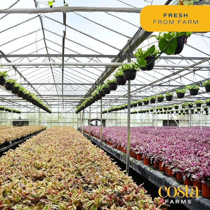 Costa Farms Parlor Palm, Neanthebella, Easy to Grow Houseplant Potted in Décor Plant Pot, Everyday Gift for Mom, For Wife, From Daughter, Son, Room or Home Decor, 1 Foot Tall