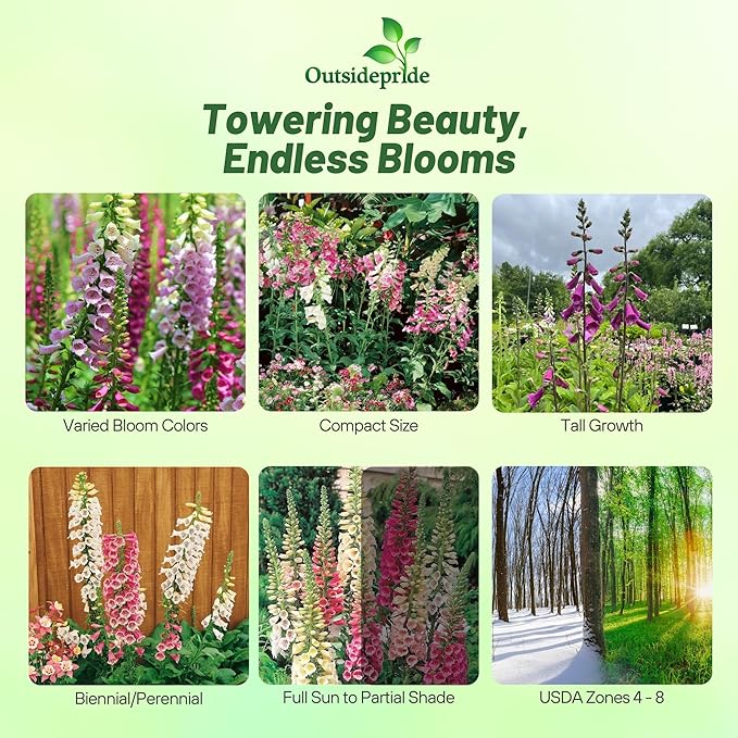 Outsidepride Digitalis Purpurea Foxy Foxglove Seeds – 5000 Pcs Biennial, Prolific, Tall Growing Flower Seeds w/Pollinator-Friendly Blooms for Shaded Gardens & Outdoor Landscapes (AAS Winner)