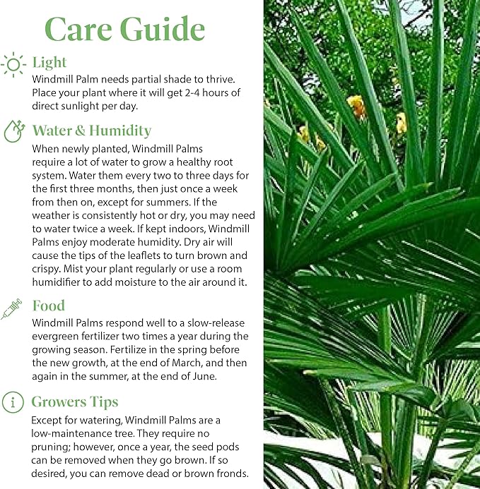 American Plant Exchange Live Windmill Palm Tree, Chusan Palm Tree, Plant Pot for Home and Garden Decor, 10" Pot