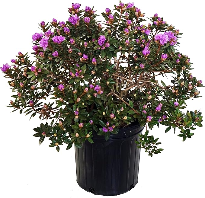 Rhododendron X 'Purple Gem' (Rhododendron) Evergreen, bluish purple flowers, #2 - Size Container